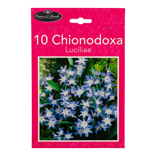 Crown & Brooke 10 Chionodoxa Luciliae Bulbs 10 Pack Seeds and Bulbs Crown & Brooke   