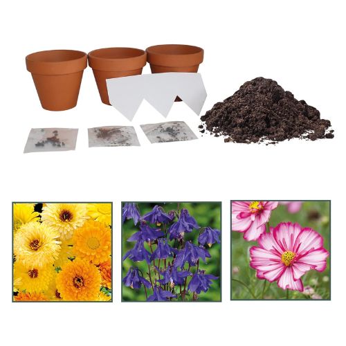 BEES Seeds Cut Flower Collection Gift Set Seeds and Bulbs Bees seeds   