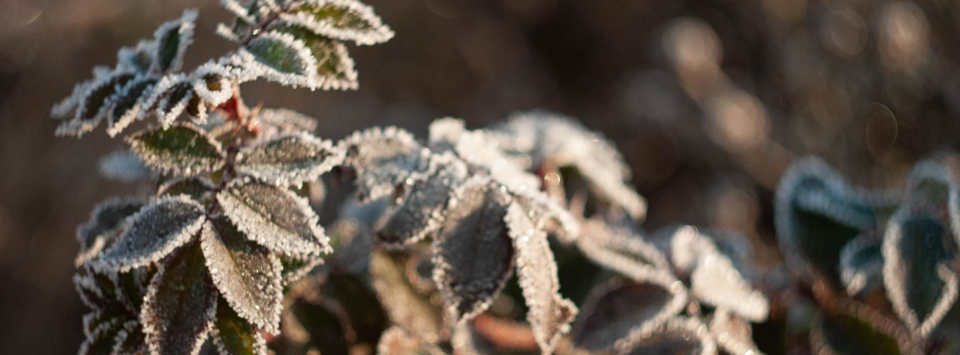 How To Prepare Your Garden In January