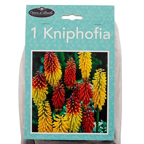 Crown & Brooke Kniphofia Bulb 1 Pack Seeds, Bulbs & Live Plants Crown & Brooke   