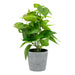 Artificial Plant in Grey Plant Pot Assorted Colours Artificial Plant FabFinds Green Plant 3  