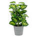 Artificial Plant in Grey Plant Pot Assorted Colours Artificial Plant FabFinds Green Plant 2  
