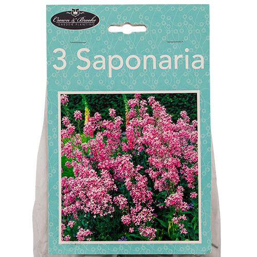 Crown & Brooke Saponaria 3 Pack Seeds, Bulbs & Live Plants Crown & Brooke   