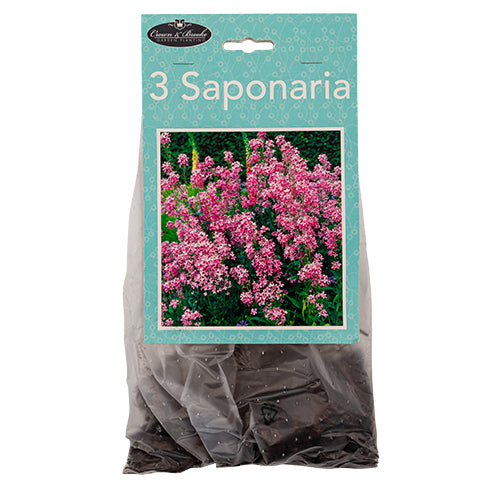 Crown & Brooke Saponaria 3 Pack Seeds and Bulbs Crown & Brooke   