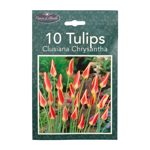 Crown & Brooke Tulips Clusiana Chrysantha 10 Bulbs Seeds and Bulbs Crown & Brooke   