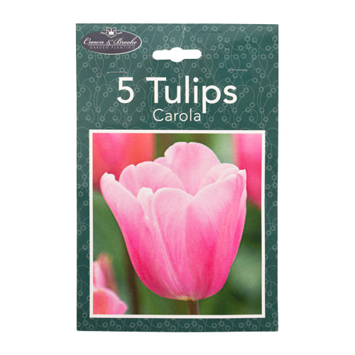Crown & Brooke Carola Tulips Bulbs 5 Pack Seeds and Bulbs Crown & Brooke   