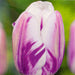 Crowne & Brooke Tulips Flaming Flag 5 Bulbs Seeds and Bulbs Crown & Brooke   