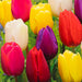 Crown & Brooke Long Stemmed Mixed Tulips Bulbs 5 Pack Seeds and Bulbs Crown & Brooke   