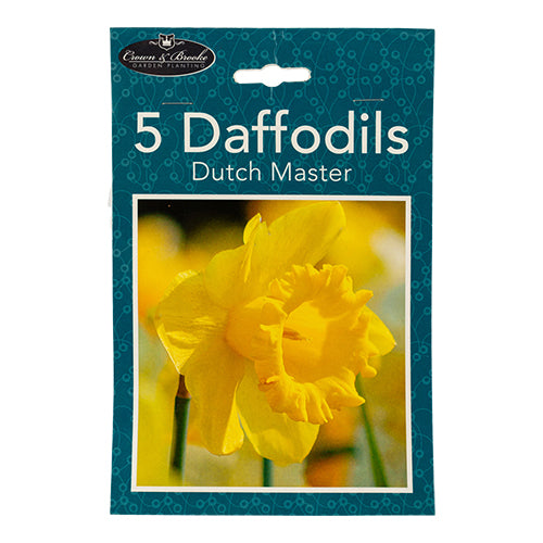Crown & Brooke Daffodils Dutch Master Bulbs 5 Pack Plant & Flower Bulbs Crown & Brooke   