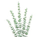 Artificial Eucalyptus Stem 80cm 6 Pack Home Decoration FabFinds