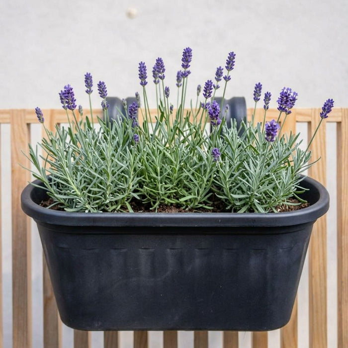Garden Essentials Over Fence Plastic Basket 38cm Assorted Colours Plant Pots & Planters Garden Essentials
