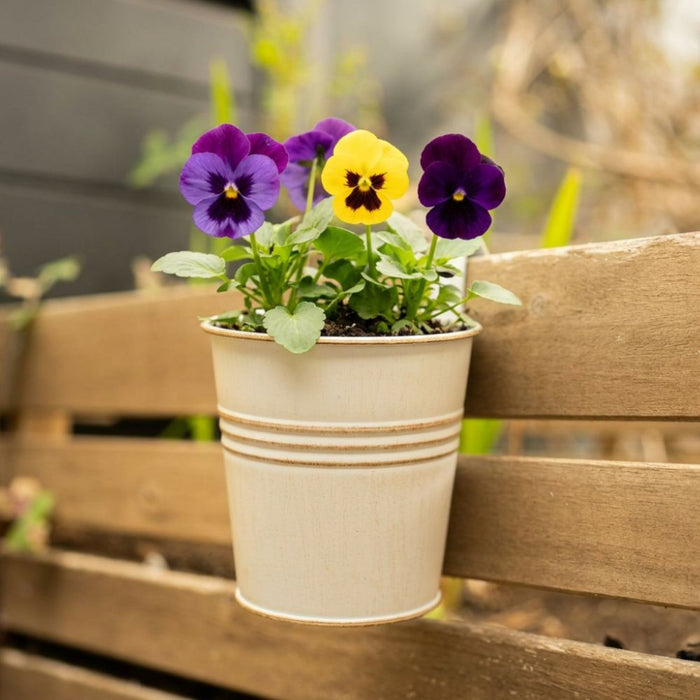 Cream Over Fence Plant Pot 9.5cm Assorted Packs