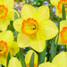 Crown & Brooke Daffodil AA Quirinus Bulbs 5 Pack Seeds and Bulbs Crown & Brooke   