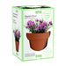 Terracotta Planter Grow Set Assorted Herbs Seeds and Bulbs Green ribbon English Chives  