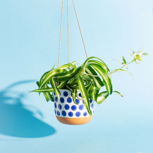 orla kiely hanging plant pot Sass & Belle Naxos Blue Spot Hanging Planter