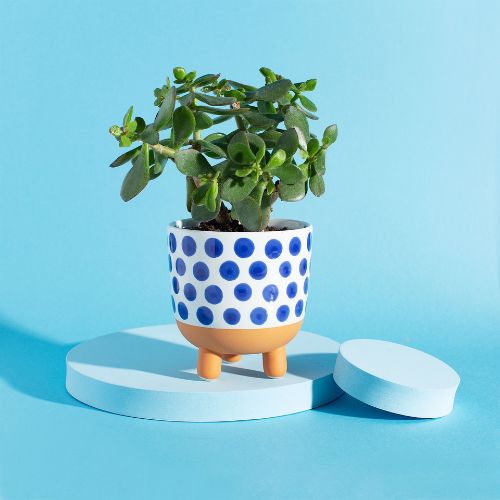 Sass Belle Naxos Blue Spot Large Planter FabFinds