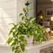 Robin Climbing Plant Stake 71cm Green Plant Supports FabFinds