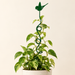 Robin Climbing Plant Stake 71cm Green Plant Supports FabFinds