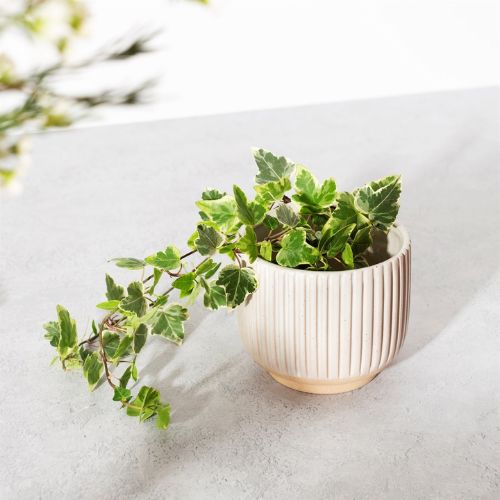 Sass & Belle White Grooved Large Planter Plant Pots & Planters Sass & Belle   