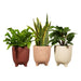 Sass & Belle Speckled Leggy Planters Assorted Colours Plant Pots & Planters Sass & Belle   