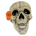 Realistic Skull Decoration with Moveable Jaw H12 × W14 × D18.5cm Halloween Decorations FabFinds