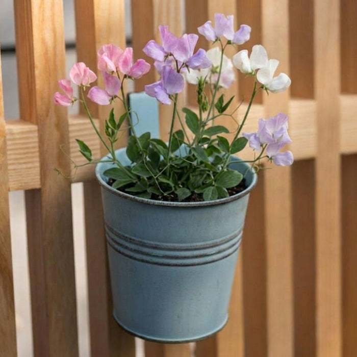 Teal Over Fence Plant Pot 9.5cm Assorted Packs