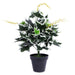 The Greenery Ivy Artificial Plant Artificial Trees The Greenery   