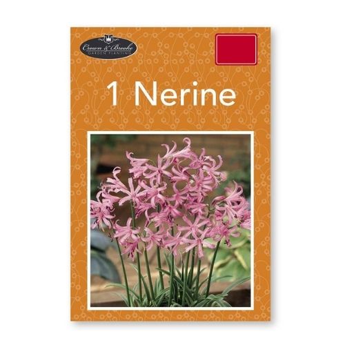Crown & Brooke 1 Nerine Planting Bulb Seeds and Bulbs FabFinds   