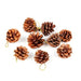 Christmas Decorative Natural Pinecones 12 Pack Christmas Decoration FabFinds   