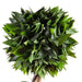 Artificial Pyramid Bay Tree 77cm Artificial Trees FabFinds   