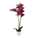 Artificial Orchid Blossom Tree Indoor Outdoor 55cm (1.8ft) Artificial Trees FabFinds Purple  