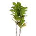 The Greenery Artificial Loquat Rubber Tree 100cm (3ft) Artificial Trees The Greenery   