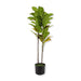 The Greenery Artificial Loquat Rubber Tree 100cm (3ft) Artificial Trees The Greenery   