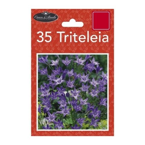 Crown & Brooke Triteleia Flower Bulbs 35 Pk Seeds and Bulbs crown & brooke   