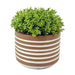 Brown Trendy Striped Pot Green Artificial Plant 16cm Artificial Trees FabFinds   