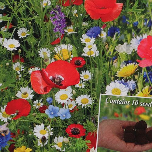 uk wild flower seeds Webbs Seeds Wild Flowers 10 Seed Bombs