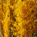 Garden Shrubs Forsythia X Intermedia Spectabilis Plants garden shrubs   