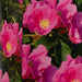 Garden Shrubs Rosa Rugosa Plants garden shrubs   