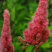 Garden Shrubs Spiraea Douglassi Red Plants garden shrubs   