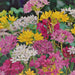 Crown & Brooke Allium Flower Bulbs 35 Pk Plant & Flower Bulbs crown & brooke   