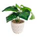 The Greenery Artificial Leaf Pot Succulent Plant Artificial Trees The Greenery   