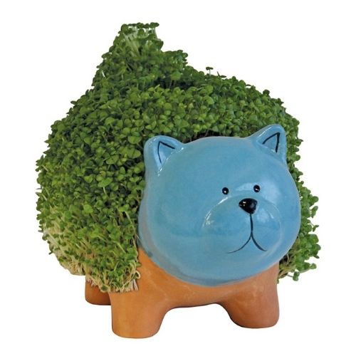 Happy Gardens Grow A Pet Cleo The Cat Seeds, Bulbs & Live Plants FabFinds   