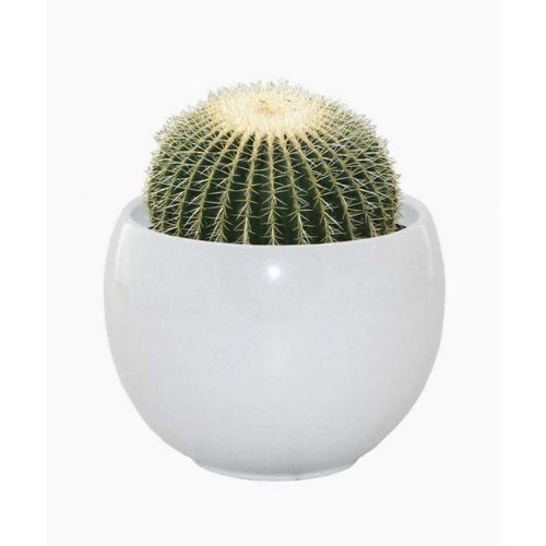 Cactus Grow Set Golden Barrel Seeds and Bulbs FabFinds   