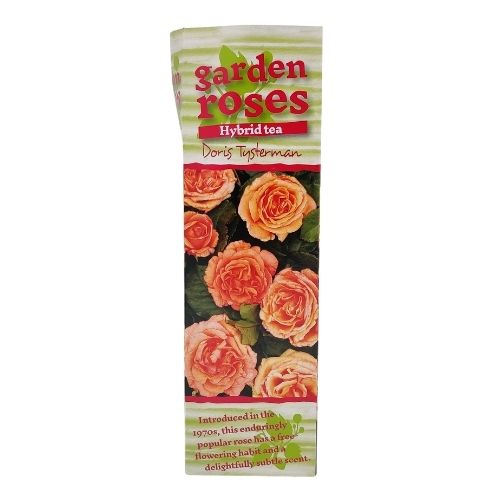 Garden Roses Hybrid Tea Doris Tysterman 150cm Seeds and Bulbs FabFinds   
