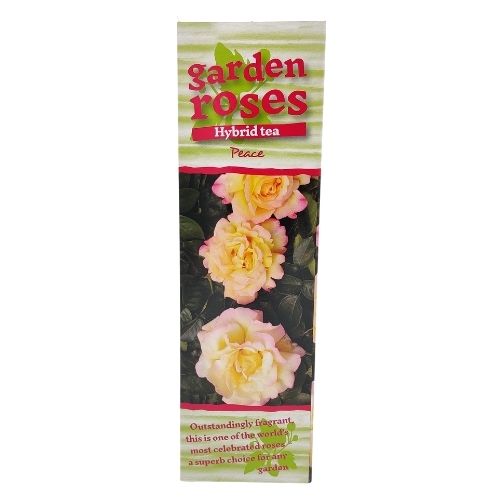 Garden Roses Hybrid Tea Peace 105cm Seeds and Bulbs FabFinds   