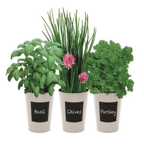 Indoor Flavours Trio Herb Set Basil, Chives & Parsley Plants Indoor Flavours   