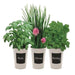 Indoor Flavours Trio Herb Set Basil, Chives & Parsley Plants Indoor Flavours   