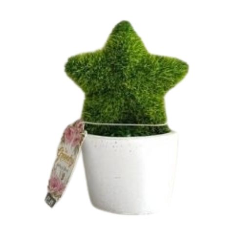 The Greenery Mini Artificial Tree Star Home Decoration The Greenery Star  