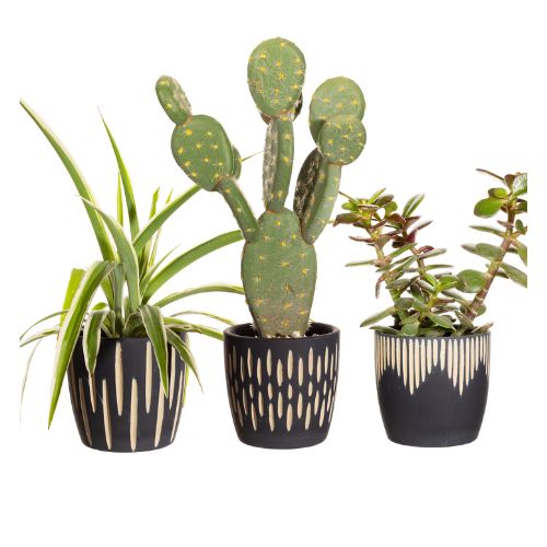 Sass & Belle Black Sgrafitto Mini Planters - Set Of 3 Plant Pots & Planters Sass & Belle   