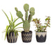 Sass & Belle Black Sgrafitto Mini Planters - Set Of 3 Plant Pots & Planters Sass & Belle   